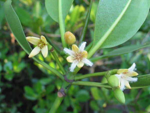 Rhizophora stylosa flowers